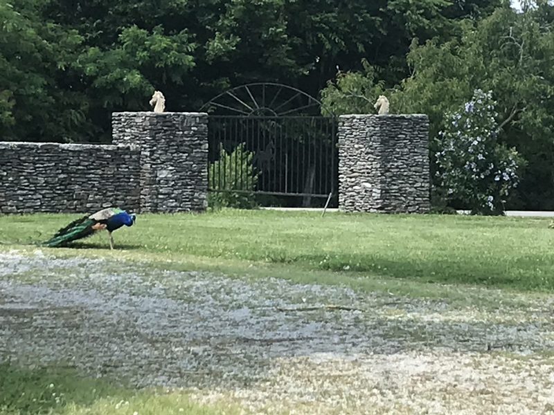 The front gate at the Cambron farm