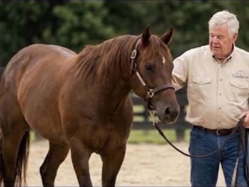 Frankie Cambron leading a chestnut horse at the farm