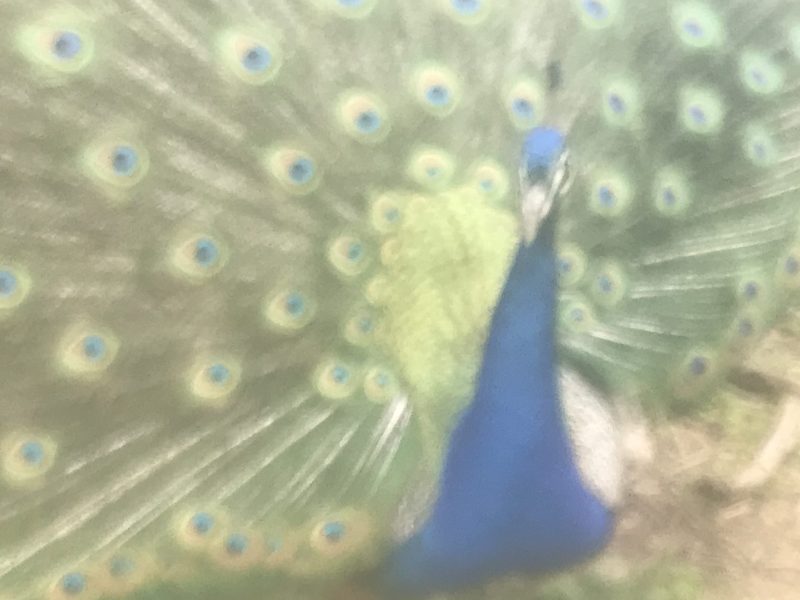 A peacock strutting the fence line at the Cambron farm